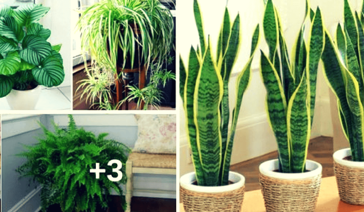7 hermosas plantas ideales para colocar en tu hogar que pueden sobrevivir hasta en ambientes oscuros